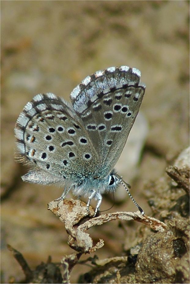 Pseudophilotes panoptes